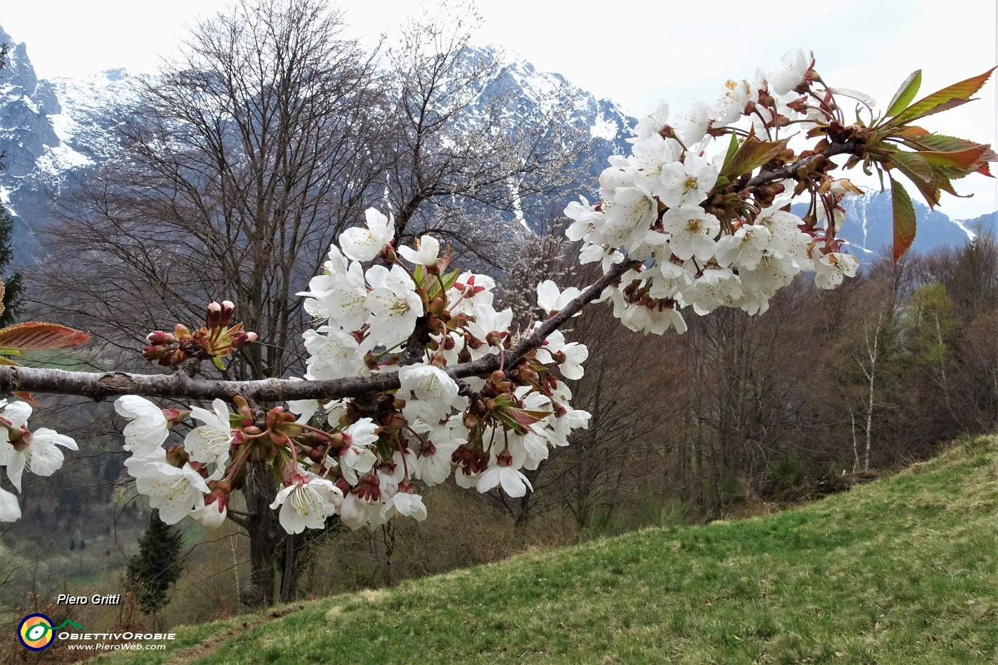 92 Fiori di ciliegio.JPG